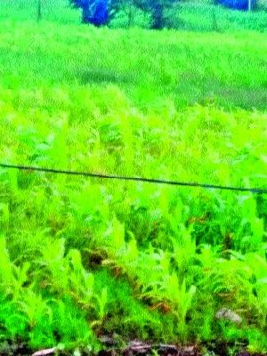 Extreme loss of crops | अतिवृष्टीने पिकांचे नुकसान