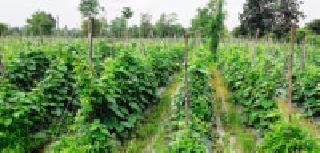 Claws for traditional crops: | पारंपरिक पिकांना फाटा : Claws for traditional crops: | पारंपरिक पिकांना फाटा :