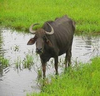 Well ... the SIM card has led to theft | चक्क ... सीमकार्डमुळे लागला म्हैस चोरीचा छडा Well ... the SIM card has led to theft | चक्क ... सीमकार्डमुळे लागला म्हैस चोरीचा छडा