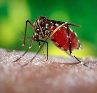 Players returning from RIO to Zika Virus? | रिओमधून परतलेल्या खेळाडूंना झिका व्हायरसची लागण ? Players returning from RIO to Zika Virus? | रिओमधून परतलेल्या खेळाडूंना झिका व्हायरसची लागण ?