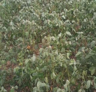 Rains of rain; Soyabean on 2 lakh hectare hit! | पावसाचा दगा; २ लाख हेक्टवरील सोयाबीनला फटका ! Rains of rain; Soyabean on 2 lakh hectare hit! | पावसाचा दगा; २ लाख हेक्टवरील सोयाबीनला फटका !