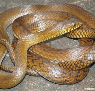 Serpent kill animals | सर्पमित्रांकडून सापांना जीवदान Serpent kill animals | सर्पमित्रांकडून सापांना जीवदान