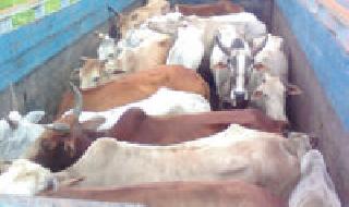 A truck caught on the Thane-Goregaon road | ठाणा-गोरेगाव मार्गावर जनावरांचा ट्रक पकडला A truck caught on the Thane-Goregaon road | ठाणा-गोरेगाव मार्गावर जनावरांचा ट्रक पकडला