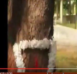 VIDEO - Such a superstitious ... God made of chicks coming from the tree | VIDEO - अशीही अंधश्रध्दा...झाडातून आलेल्या चिकाला बनवले देव VIDEO - Such a superstitious ... God made of chicks coming from the tree | VIDEO - अशीही अंधश्रध्दा...झाडातून आलेल्या चिकाला बनवले देव