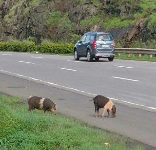 Mumbai-Pune Expressway pigs and buffaloes open on the way | मुंबई - पुणे द्रुतगती मार्गावर डुकरं व म्हशीचा खुलेआम वावर Mumbai-Pune Expressway pigs and buffaloes open on the way | मुंबई - पुणे द्रुतगती मार्गावर डुकरं व म्हशीचा खुलेआम वावर
