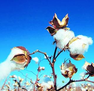Will not introduce new Bt cotton varieties of cotton | कापसाचे नवे बीटी वाण आणणार नाही Will not introduce new Bt cotton varieties of cotton | कापसाचे नवे बीटी वाण आणणार नाही