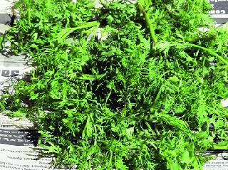 Coriander leaves only 50 paisa | कोथिंबीर फक्त ५० पैसे Coriander leaves only 50 paisa | कोथिंबीर फक्त ५० पैसे