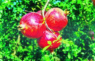 Pimpalgavi pomegranate is worth Rs. 2 thousand | पिंपळगावी डाळिंबाला दोन हजार रुपये भाव Pimpalgavi pomegranate is worth Rs. 2 thousand | पिंपळगावी डाळिंबाला दोन हजार रुपये भाव