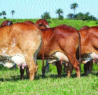 Vidarbha, Marathwada Dhawal Kranti | विदर्भ, मराठवाड्यात धवलक्रांती Vidarbha, Marathwada Dhawal Kranti | विदर्भ, मराठवाड्यात धवलक्रांती