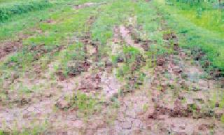 The plantation will be completed and the rain will be given | रोवणी आटोपली अन् पावसाने दिला दगा