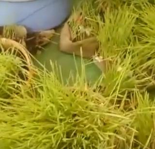 Women's Teej Festival in VIDEO-Banjara Community | VIDEO- बंजारा समाजातील महिलांचा तीज महोत्सव Women's Teej Festival in VIDEO-Banjara Community | VIDEO- बंजारा समाजातील महिलांचा तीज महोत्सव