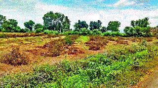 Attack of the disease: Farmers get angry after getting low prices | तेल्या रोगाचे आक्रमण : कमी भाव मिळाल्याने शेतकरी संतप्त Attack of the disease: Farmers get angry after getting low prices | तेल्या रोगाचे आक्रमण : कमी भाव मिळाल्याने शेतकरी संतप्त