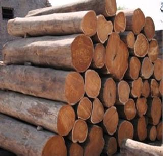 Illegal logging of four lakh rupees! | चार लाख रुपये किमतीच्या सागवानाची अवैध कटाई!