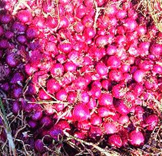 The tomatoes have also cried after the tomatoes! | टोमॅटोपाठोपाठ कांद्यानेही रडविले! The tomatoes have also cried after the tomatoes! | टोमॅटोपाठोपाठ कांद्यानेही रडविले!