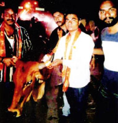 The hornless carpeted horns are called saffron radium | बेवारस गार्इंच्या शिंगाना लावले भगवे रेडीयम