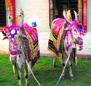 Confusion about celebrating polar! | पोळा साजरा करण्यासंदर्भात संभ्रम! Confusion about celebrating polar! | पोळा साजरा करण्यासंदर्भात संभ्रम!