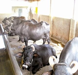 Exercise for the dead buffalo due to encroachment! | अतिक्रमणामुळे मेलेल्या म्हशीसाठी कसरत ! Exercise for the dead buffalo due to encroachment! | अतिक्रमणामुळे मेलेल्या म्हशीसाठी कसरत !