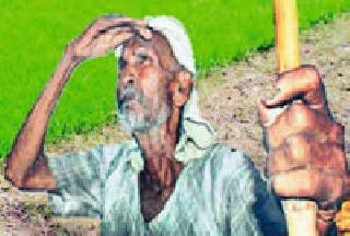 Do you want to get rid of the entire crop after the crop is destroyed? | संपूर्ण पीक नष्ट झाल्यावर सवलतीचे औषध देणार का? Do you want to get rid of the entire crop after the crop is destroyed? | संपूर्ण पीक नष्ट झाल्यावर सवलतीचे औषध देणार का?