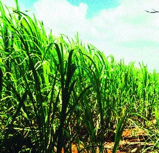 Sugar got sweet | साखर गोडवा उतरला Sugar got sweet | साखर गोडवा उतरला