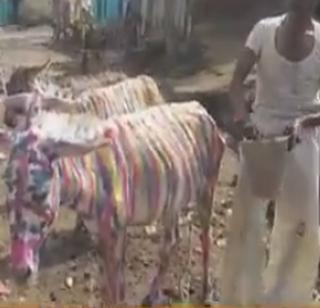 VIDEO - Garbharaja's bath is done on the day of palanquin | VIDEO - पोळयाच्या दिवशी केली जाते गर्दभराजाची आंघोळ VIDEO - Garbharaja's bath is done on the day of palanquin | VIDEO - पोळयाच्या दिवशी केली जाते गर्दभराजाची आंघोळ