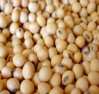 Soybean production will fall! | सोयाबीनचे उत्पादन घटणार! Soybean production will fall! | सोयाबीनचे उत्पादन घटणार!