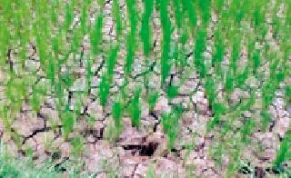 Due to drought in the district | जिल्ह्यात दुष्काळाचे सावट