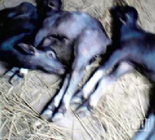 Wrong vaccine killed four deaths | चुकीच्या लसीने चार वगारीचा मृत्यू