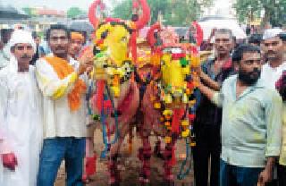 Happiness in the rainy season | रिमझिम पावसातही पोळ्याचा उत्साह Happiness in the rainy season | रिमझिम पावसातही पोळ्याचा उत्साह