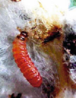 The scarlet-colored bollworm raised the life of the farmers | शेंदरी बोंडअळी उठली शेतकऱ्यांच्या जीवावर The scarlet-colored bollworm raised the life of the farmers | शेंदरी बोंडअळी उठली शेतकऱ्यांच्या जीवावर