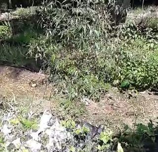 Save more than 600 rare medicinal plants in Akola | अकोल्यात ६०० हून जास्त दुर्मिळ औषधी वनसपतीचे जतन Save more than 600 rare medicinal plants in Akola | अकोल्यात ६०० हून जास्त दुर्मिळ औषधी वनसपतीचे जतन