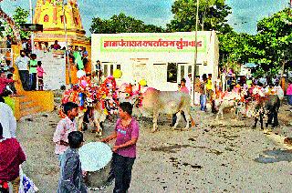 The procession of bullock in Munjwad | मुंजवाडला बैलांची मिरवणूक The procession of bullock in Munjwad | मुंजवाडला बैलांची मिरवणूक