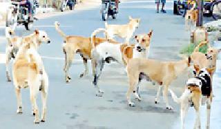 Challenge of Mokat animals before Ralegaon Nagar Panchayat | राळेगाव नगरपंचायतीपुढे मोकाट जनावरांचे आव्हान Challenge of Mokat animals before Ralegaon Nagar Panchayat | राळेगाव नगरपंचायतीपुढे मोकाट जनावरांचे आव्हान