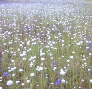 Kas Plateau Flowers Floral Flowers! | कास पठार फुलले विविध रंगांच्या फुलांनी !