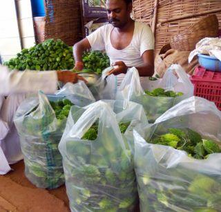 Gadchiroli - DesaiGanj karle Dubai | गडचिरोली - देसाईगंजचे कारले दुबईत Gadchiroli - DesaiGanj karle Dubai | गडचिरोली - देसाईगंजचे कारले दुबईत