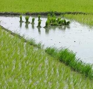 Rapid 'rain' on agricultural companies | कृषी कंपन्यांवर तेजीचा ‘पाऊस’ Rapid 'rain' on agricultural companies | कृषी कंपन्यांवर तेजीचा ‘पाऊस’