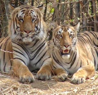 Tigers on the target of international hunters! | आंतरराष्ट्रीय शिकाऱ्यांच्या निशाण्यावर भारताचे वाघ ! Tigers on the target of international hunters! | आंतरराष्ट्रीय शिकाऱ्यांच्या निशाण्यावर भारताचे वाघ !
