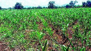 Fear of being lost to Kharif crops | खरिपाची पिके वाया जाण्याची भीती