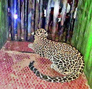 Leopard caged in gunat | गुनाट येथे बिबट्या पिंजऱ्यात जेरबंद