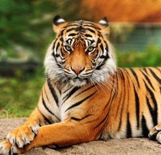 The cowboy killed in tiger attack | वाघाच्या हल्ल्यात गुराखी ठार The cowboy killed in tiger attack | वाघाच्या हल्ल्यात गुराखी ठार