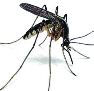 Baramati, Indapur is increasing the temperature of the dengue! | बारामती, इंदापूरला डेंगीचा ‘ताप’ वाढतोय!