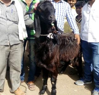 The bucks market rally in Sillod | सिल्लोडमध्ये बोकडांचा बाजार तेजीत The bucks market rally in Sillod | सिल्लोडमध्ये बोकडांचा बाजार तेजीत