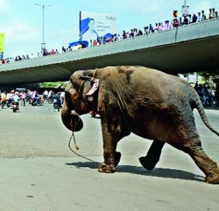 Citizen Cerat due to Gajrajaj | गजराजामुळे नागरिक सैराट Citizen Cerat due to Gajrajaj | गजराजामुळे नागरिक सैराट