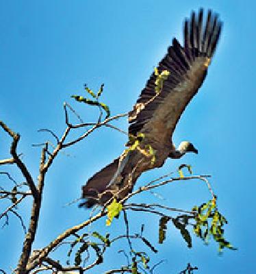 Vulture Restaurant | गिधाड रेस्तराँ Vulture Restaurant | गिधाड रेस्तराँ