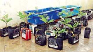 Planting of healthy Laxmi Tuberculosis on Cancer, Tuberculosis | कॅन्सर, टीबीवर गुणकारी लक्ष्मीतारूची लागवड