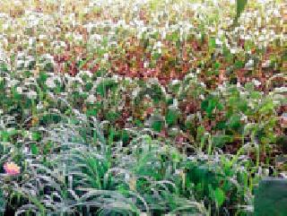 Kharif crop danger to two lakh hectare | दोन लाख हेक्टरवरील खरीप पीक धोक्यात