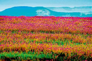 Flowers give flowers easily | सहज फुलू द्यावे फूल