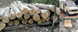 Sowing of illegal sago in Kodnani Bait | कोसदनी बिटात अवैध सागवान कटाई Sowing of illegal sago in Kodnani Bait | कोसदनी बिटात अवैध सागवान कटाई