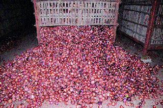 Loss of billions of onions after cutting onion | कांदा सडल्याने कोट्यवधीचे नुकसान