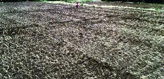 Electricity is due to lack of power | विजेअभावी पिके करपू लागली Electricity is due to lack of power | विजेअभावी पिके करपू लागली