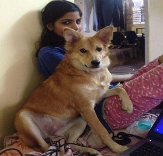 Denial of marriage to a dog who is angry with the dog | कुत्र्याचा राग करणा-या मुलाशी लग्नास नकार Denial of marriage to a dog who is angry with the dog | कुत्र्याचा राग करणा-या मुलाशी लग्नास नकार